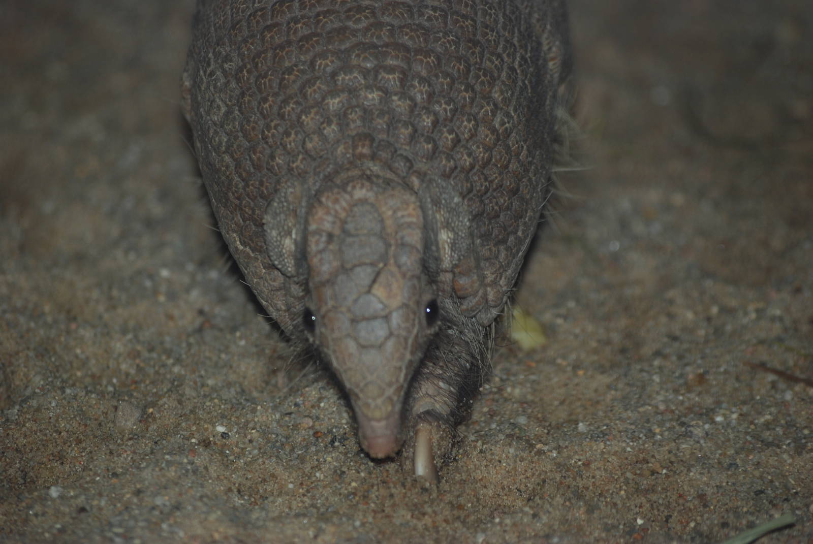 Southern Three-Banded Armadillo at Halle, 04/09/11
