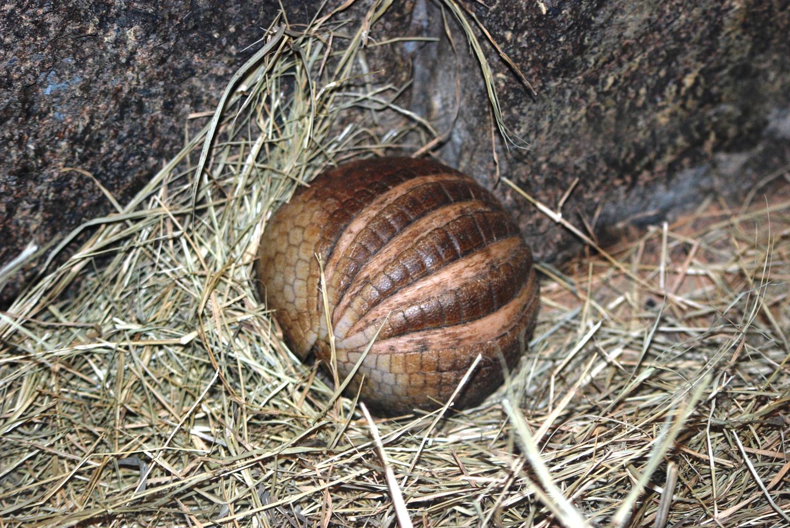 Southern Three-banded Armadillo at Jacksonville, 10/10/13