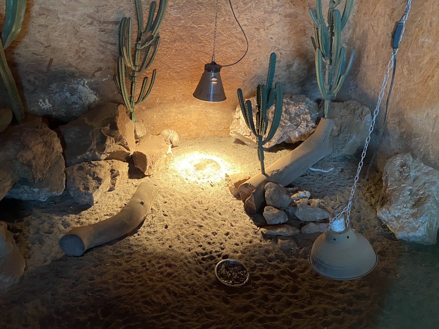 Southern three-banded armadillo enclosure 030820