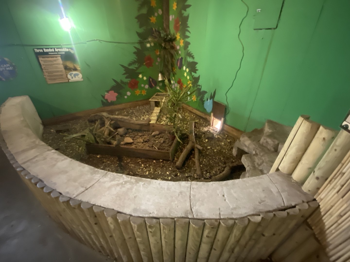 Southern three-banded armadillo exhibit 040824