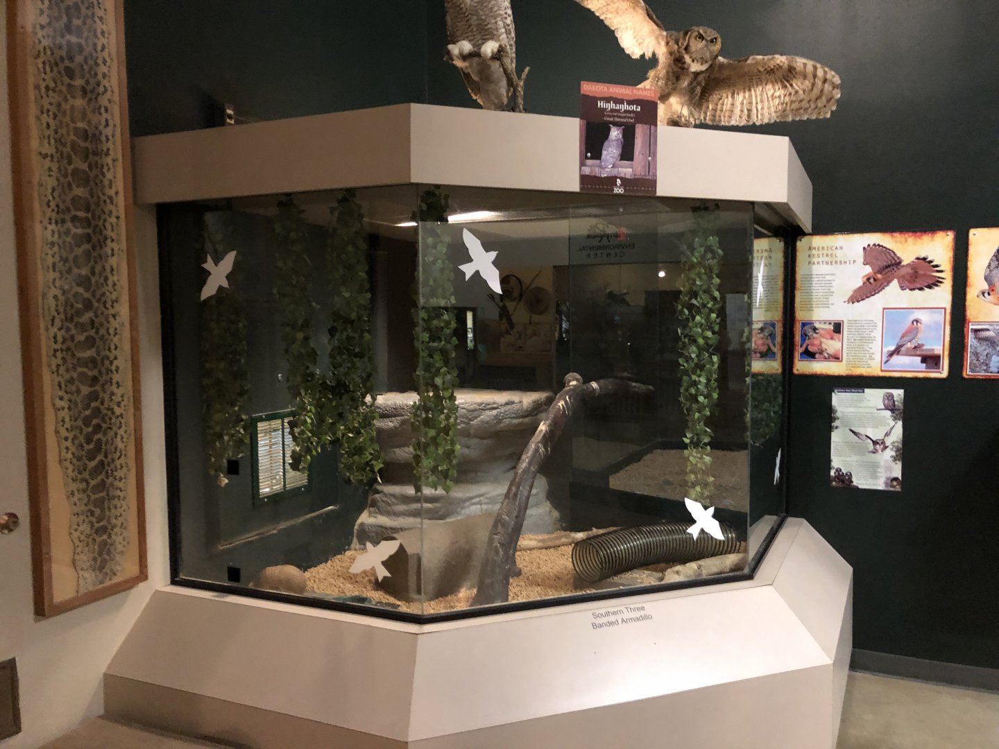 Southern Three-banded Armadillo Exhibit