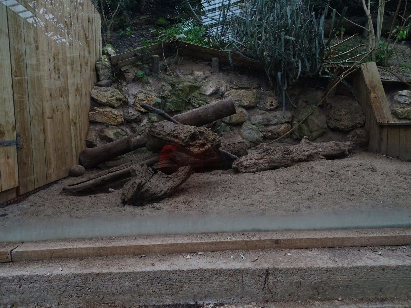 Southern three-banded armadillo exhibit