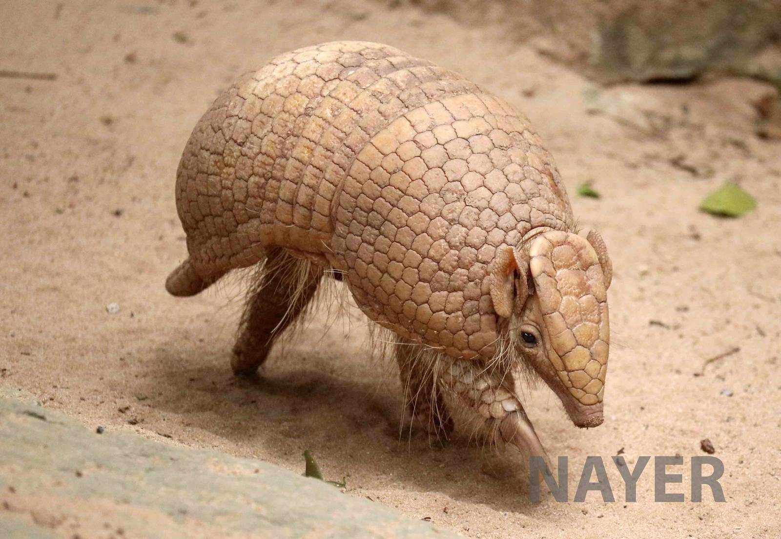 Southern three-banded armadillo, March 2016