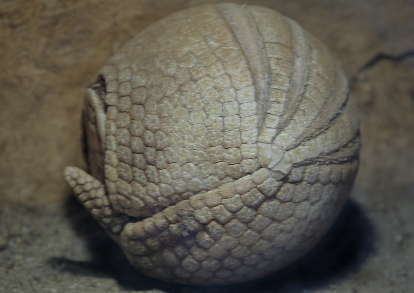 Southern three-banded armadillo sleeping