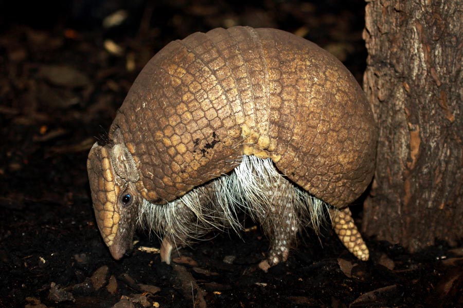 Southern Three-banded Armadillo (Tolypeutes matacus)