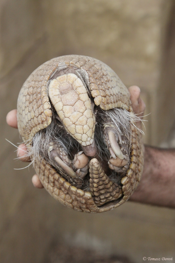 Southern Three-banded Armadillo (Tolypeutes matacus)
