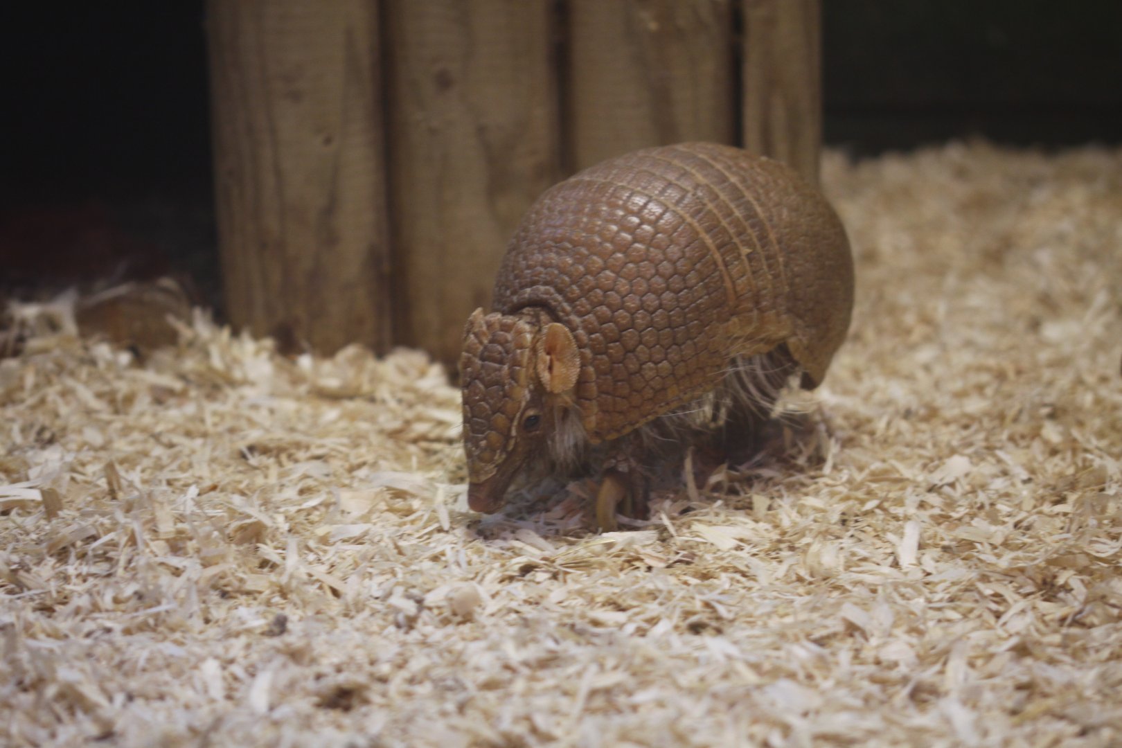 Southern three-banded armadillo (Tolypeutes matacus)
