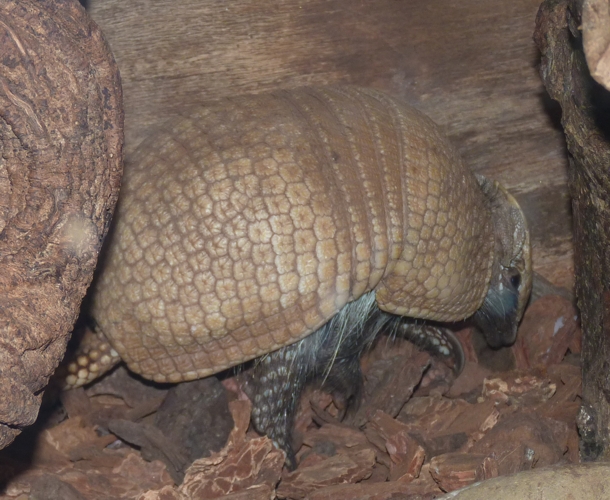 Southern three-banded armadillo (Tolypeutes matacus)