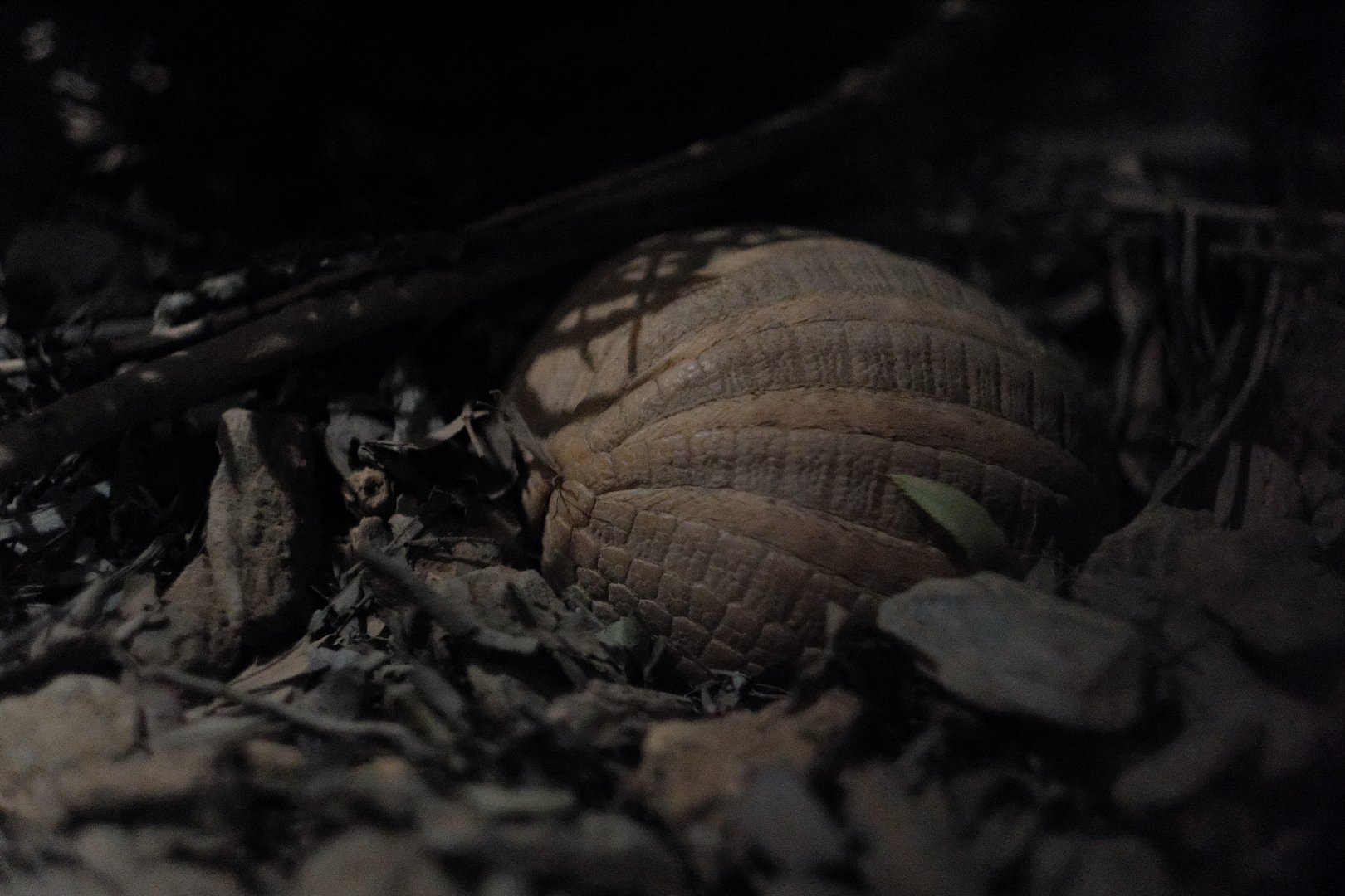 Southern Three-banded Armadillo (Tolypeutes matacus)