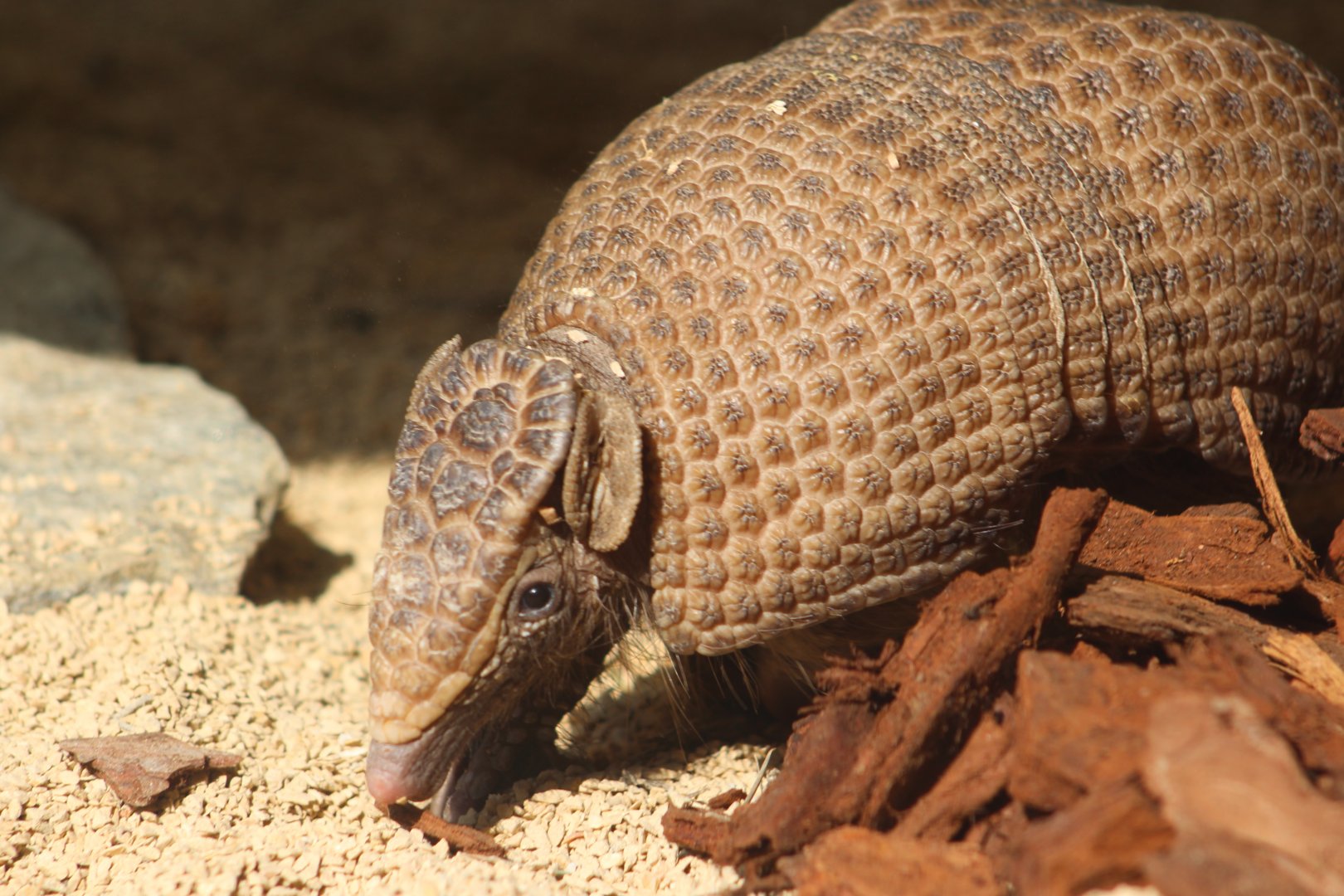 Southern three-banded Armadillo (Tolypeutes matacus)