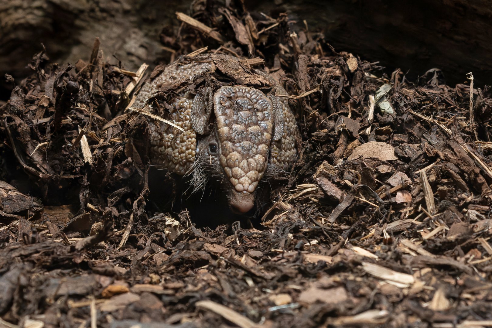 Southern three-banded armadillo (Tolypeutes matacus)