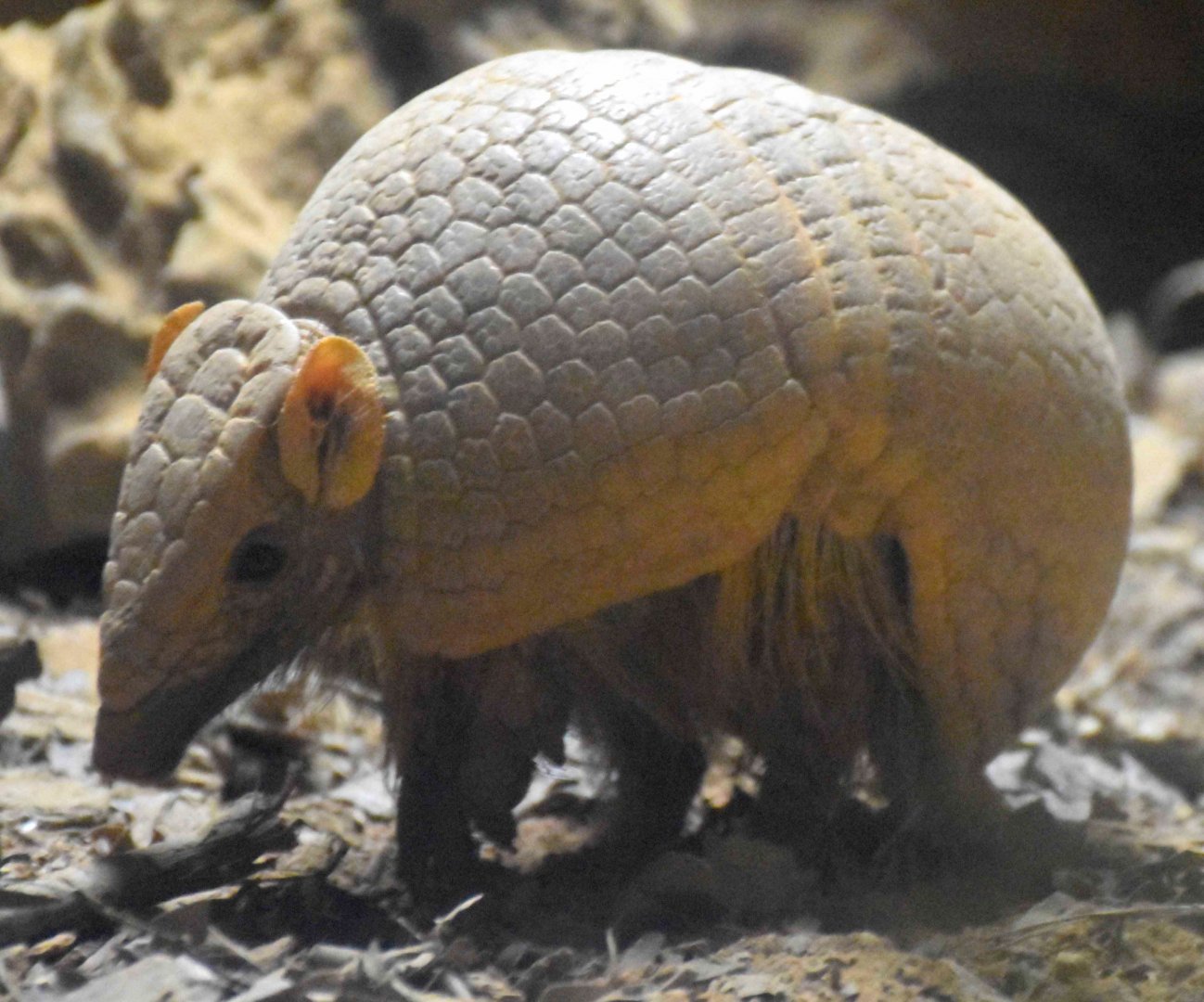 Southern Three-banded Armadillo (Tolypeutes matacus)