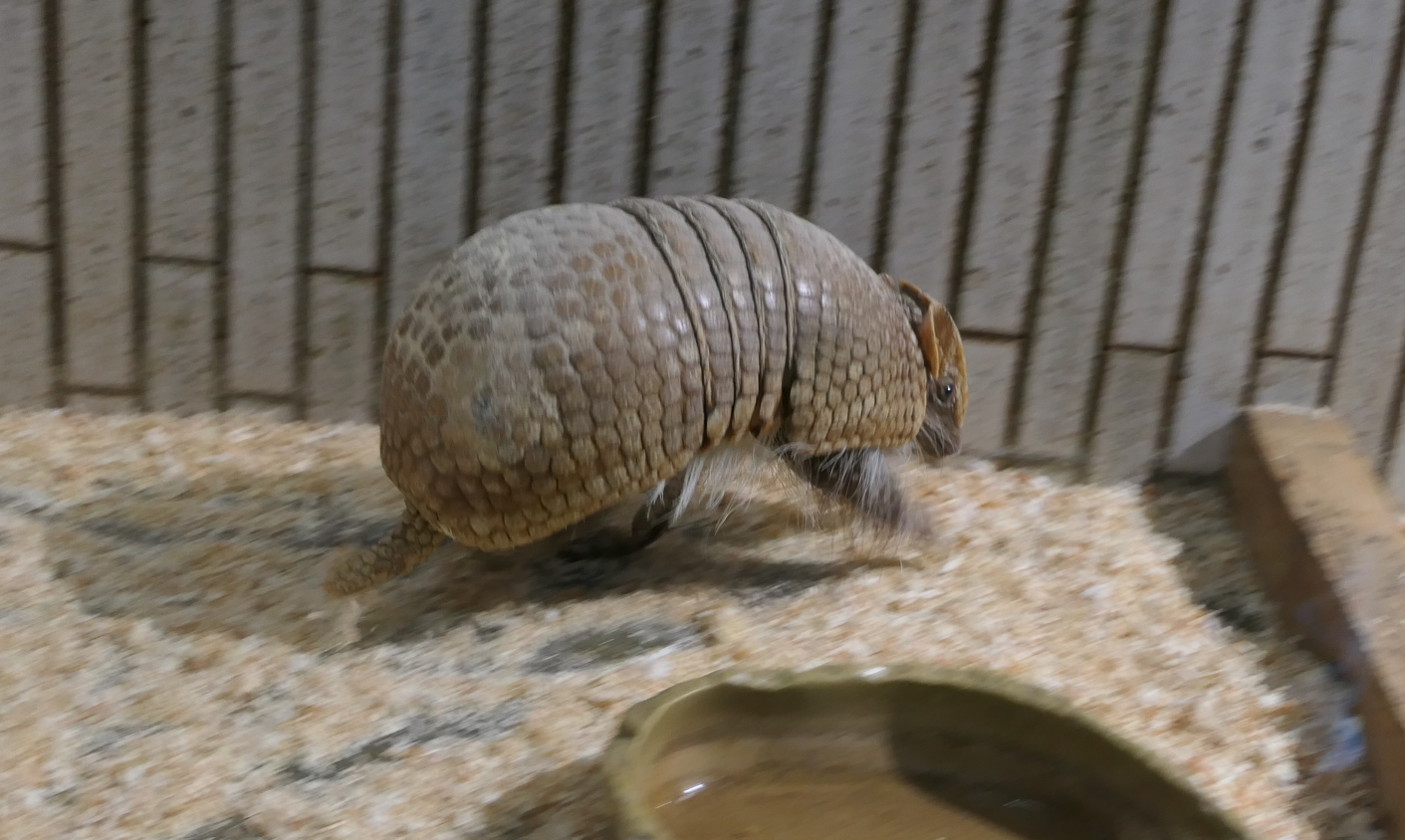 Southern Three-banded Armadillo (Tolypeutes matacus)