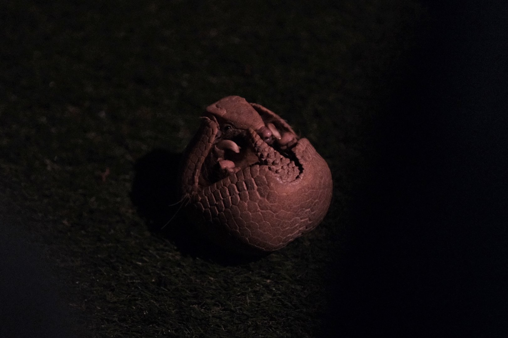 Southern Three-banded Armadillo (Tolypeutes matacus)