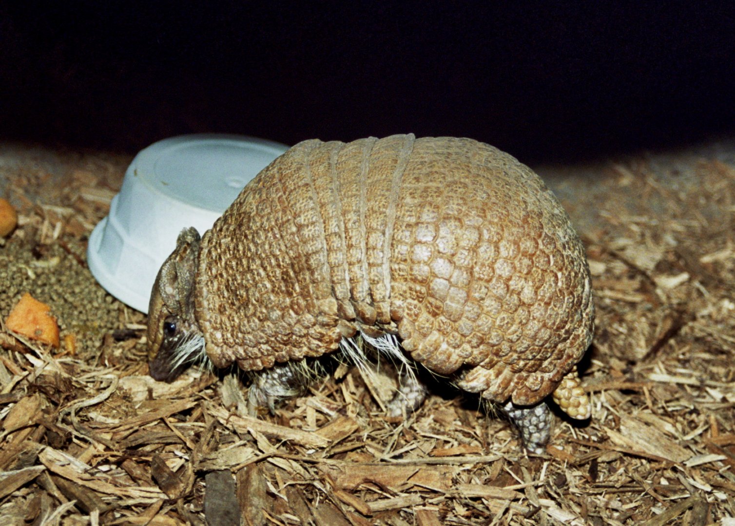 southern three-banded armadillo (Tolypeutes matacus)