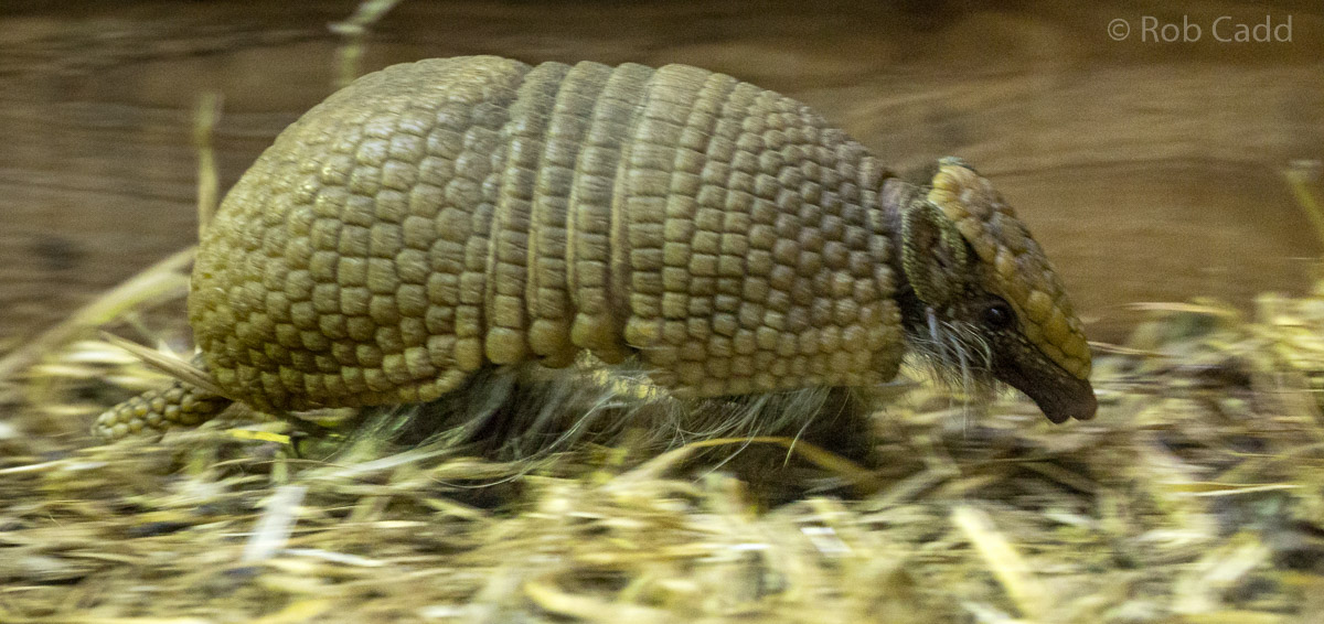 Southern three-banded armadillo : Wingham : 06 May 2017