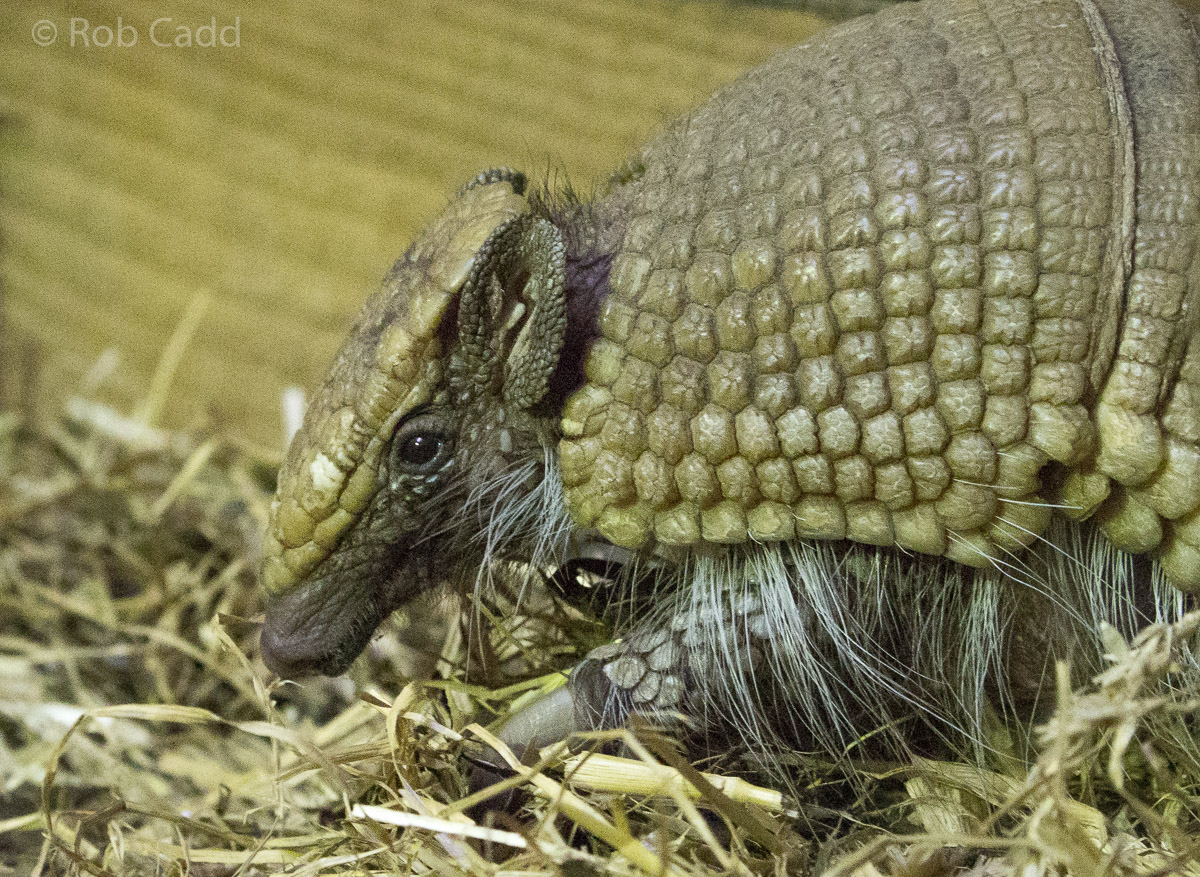 Southern three-banded armadillo : Wingham : 06 May 2017