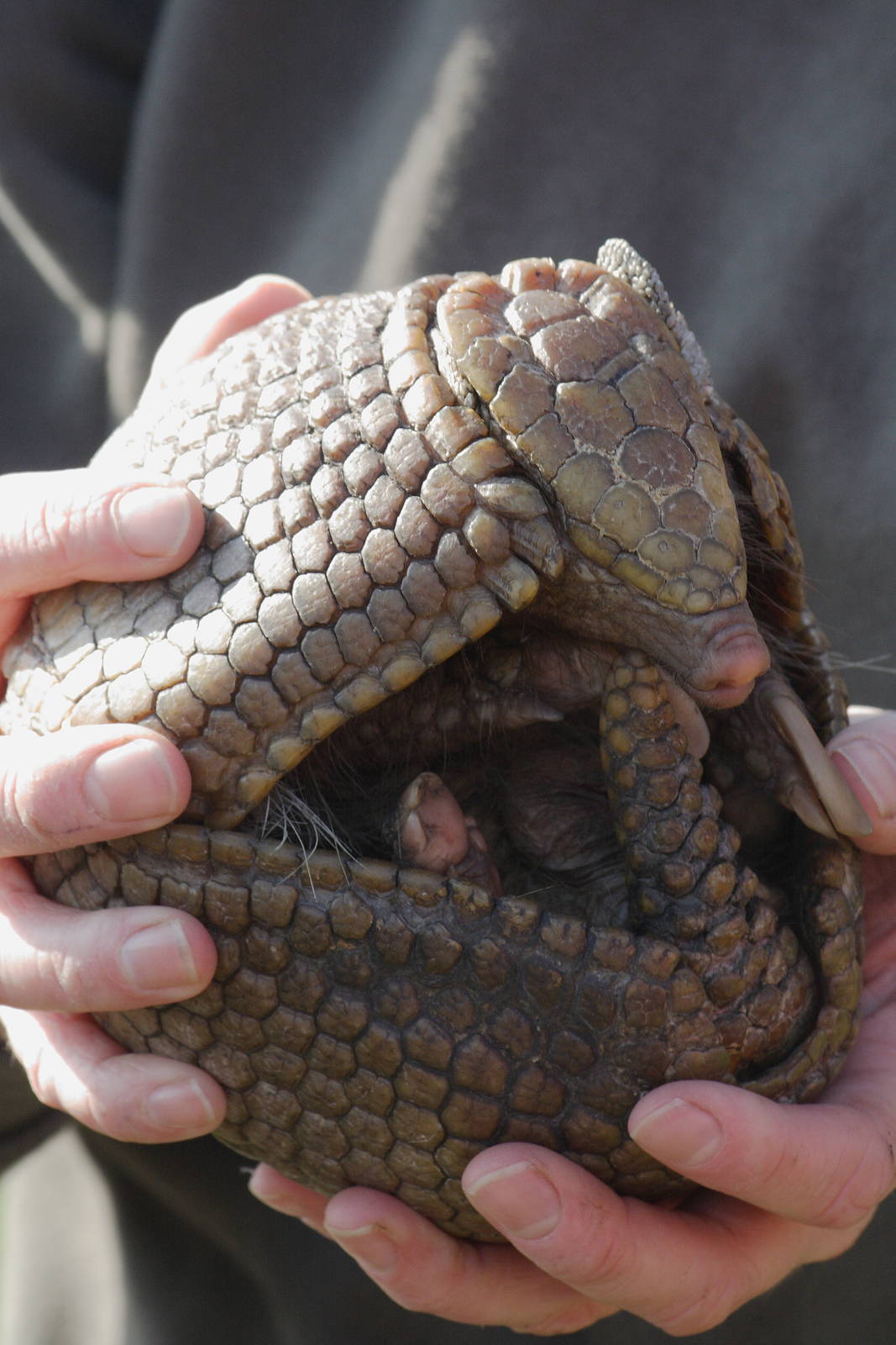 Southern three-banded armadillo