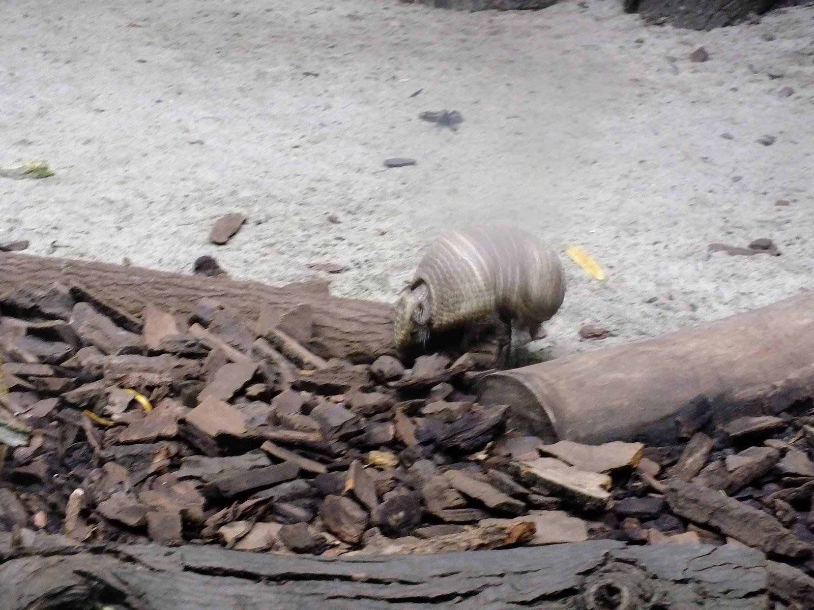 Southern three-banded armadillo