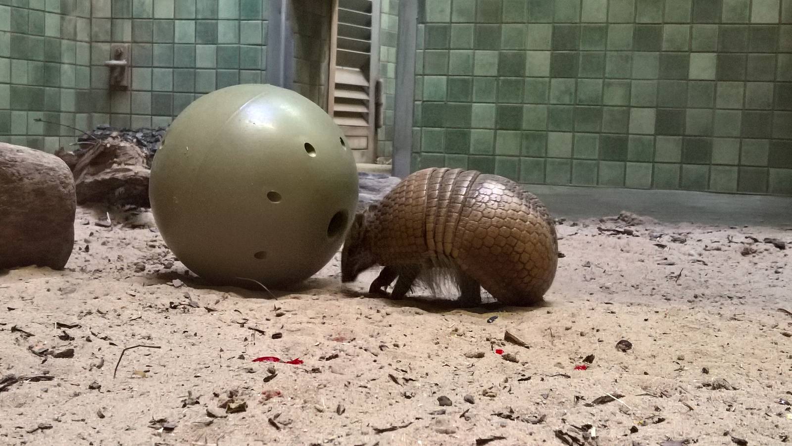 Southern three-banded armadillo