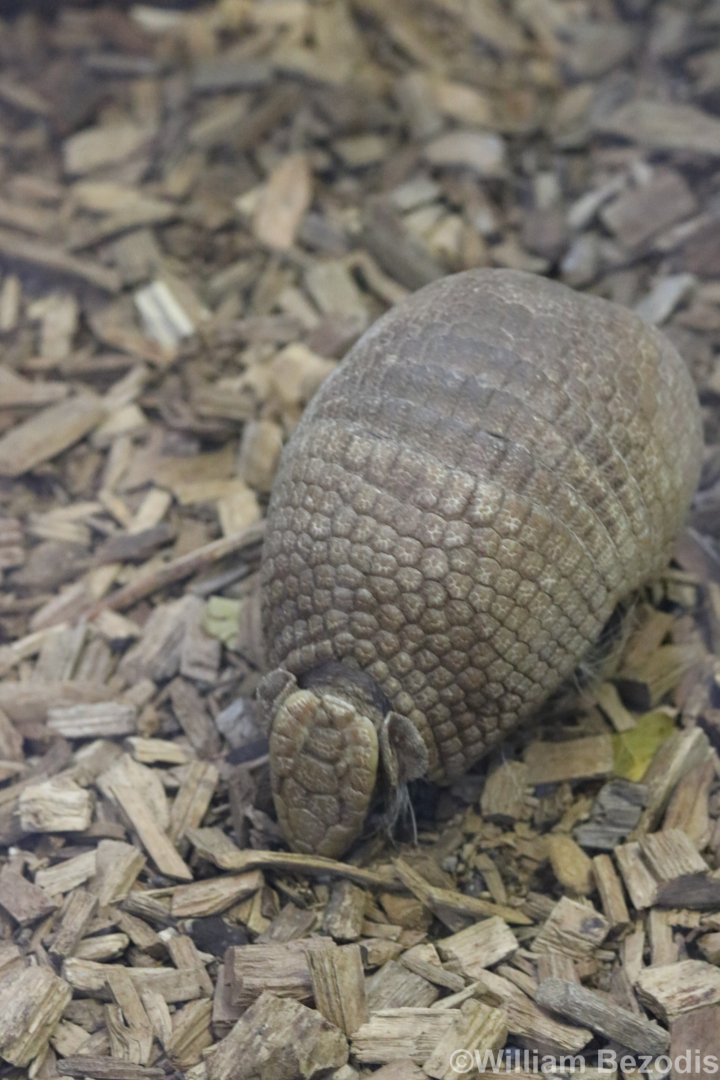 Southern Three-banded Armadillo