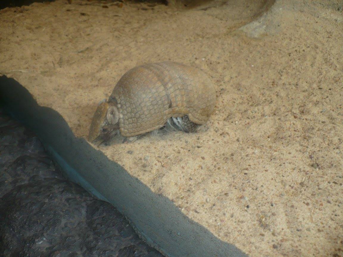 Southern three-banded armadillo