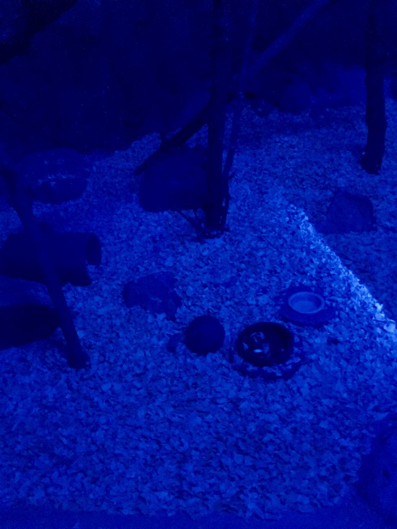 Southern Three-Banded Armadillo