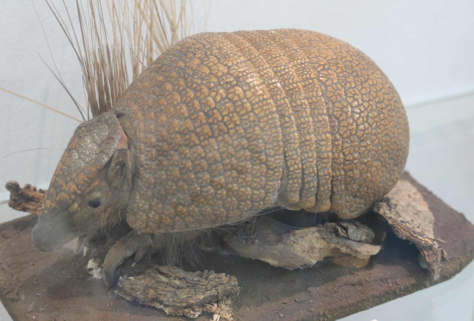 Southern three-banded armadillo