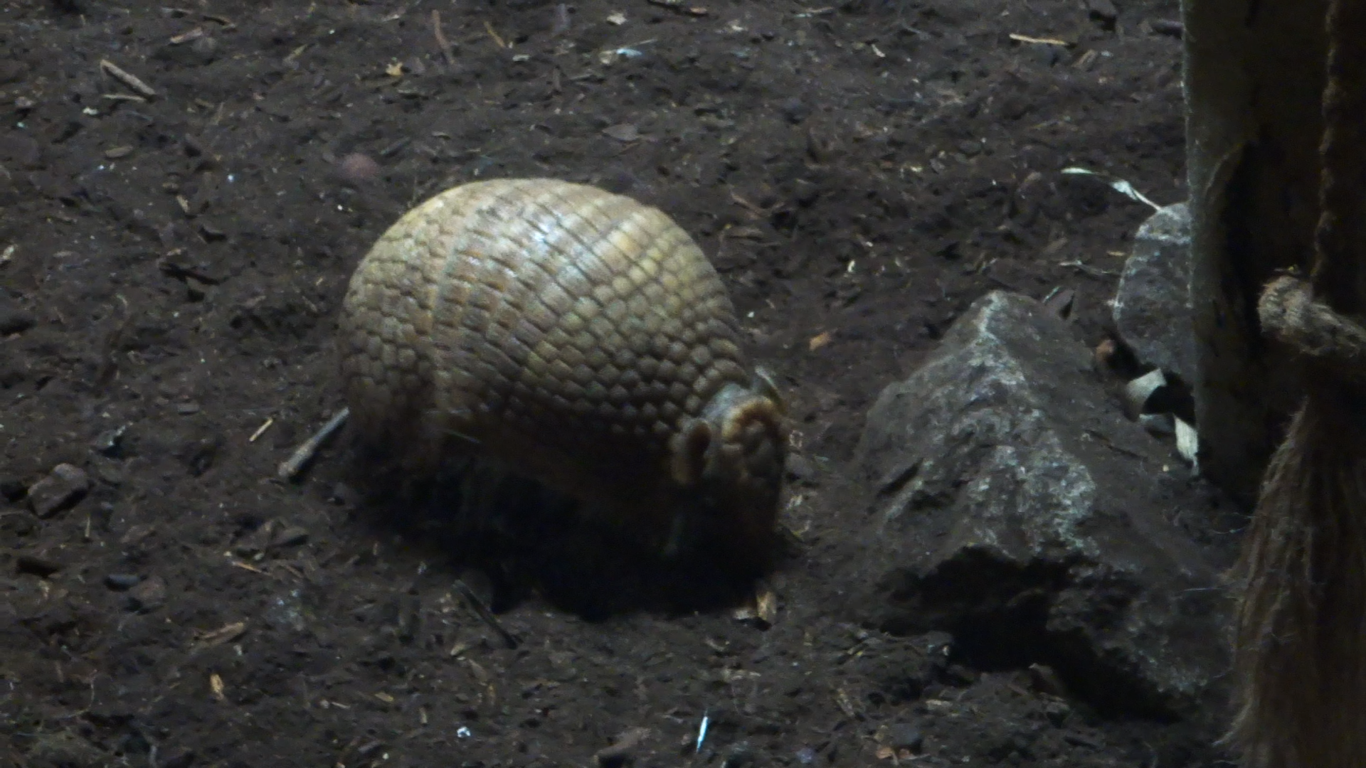 Southern Three-Banded Armadillo