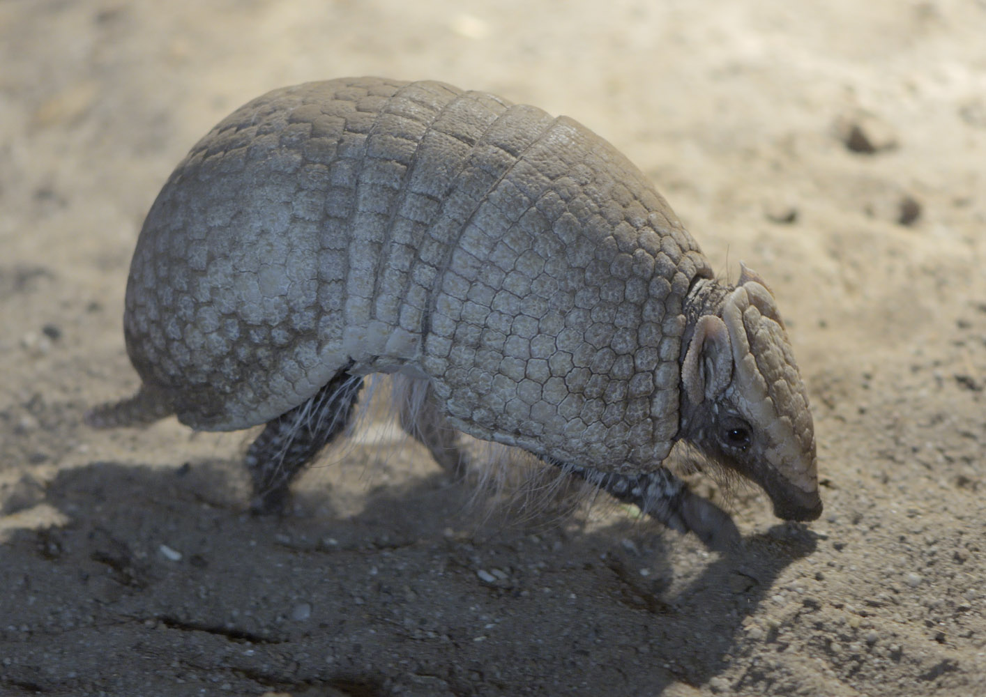 Southern three-banded armadillo