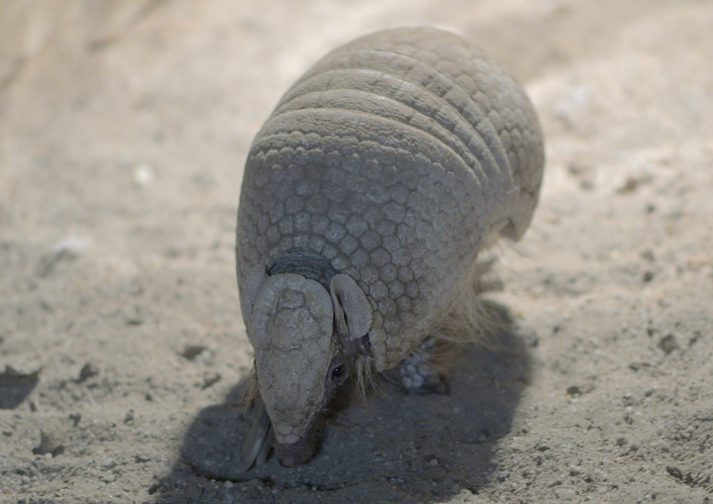 Southern three-banded armadillo