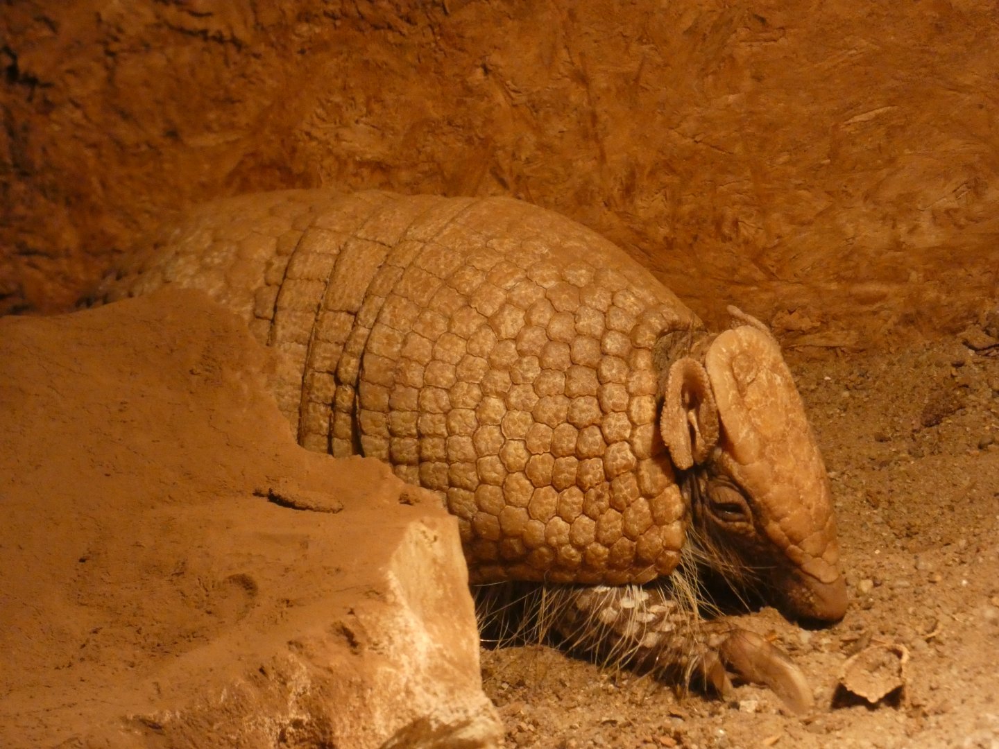 Southern Three-banded Armadillo