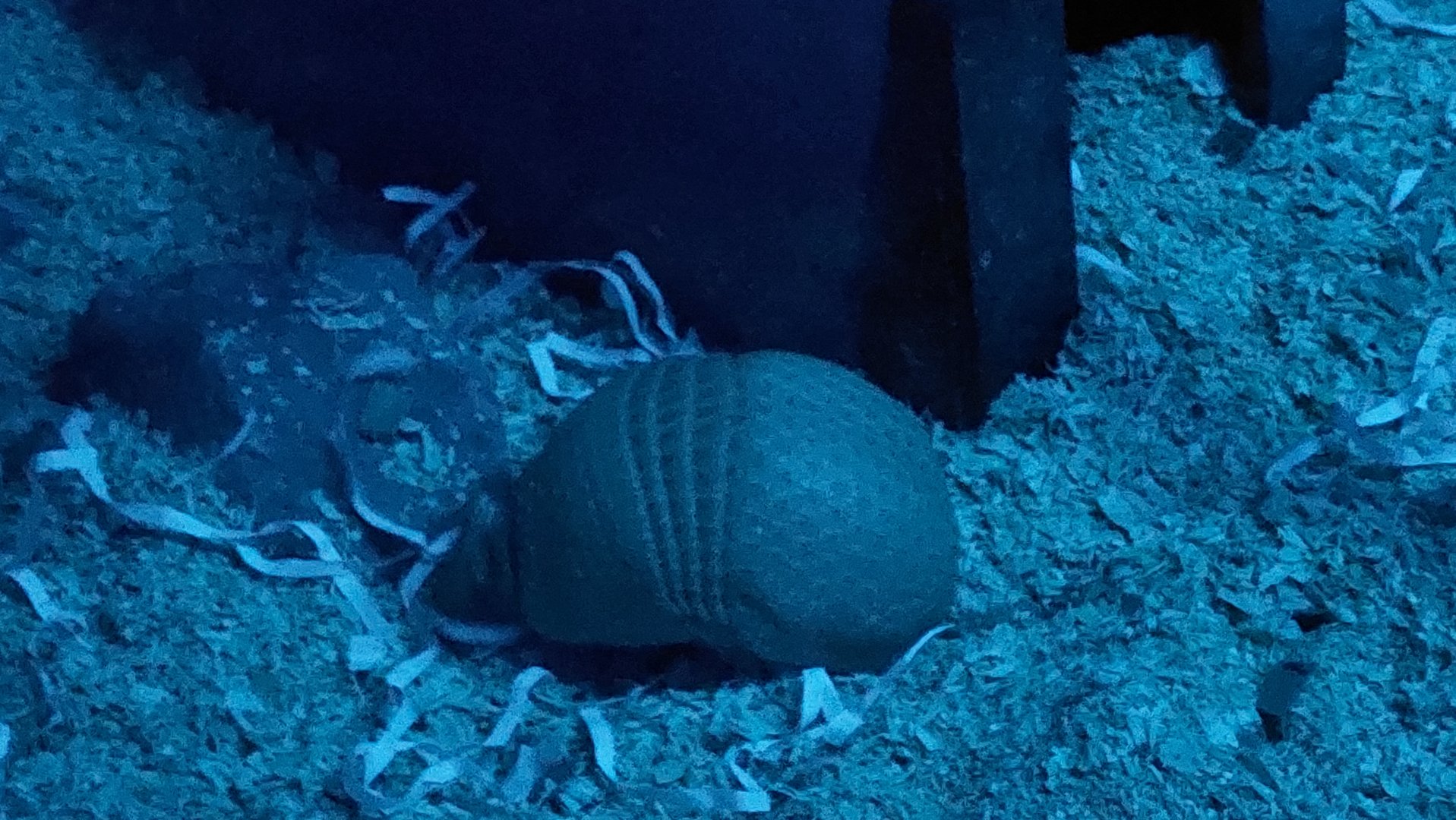 Southern Three-Banded Armadillo