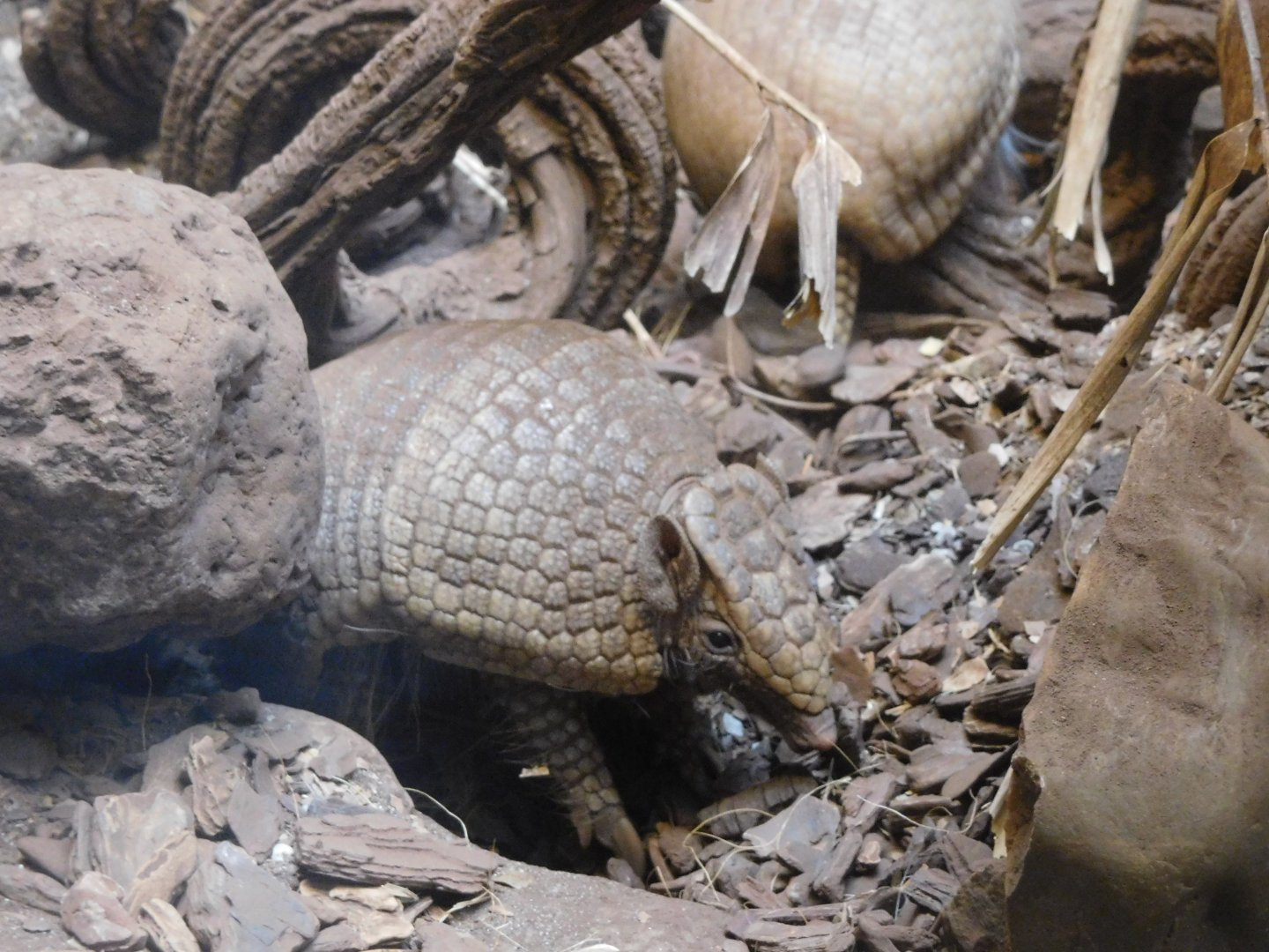 Southern three-banded armadillo