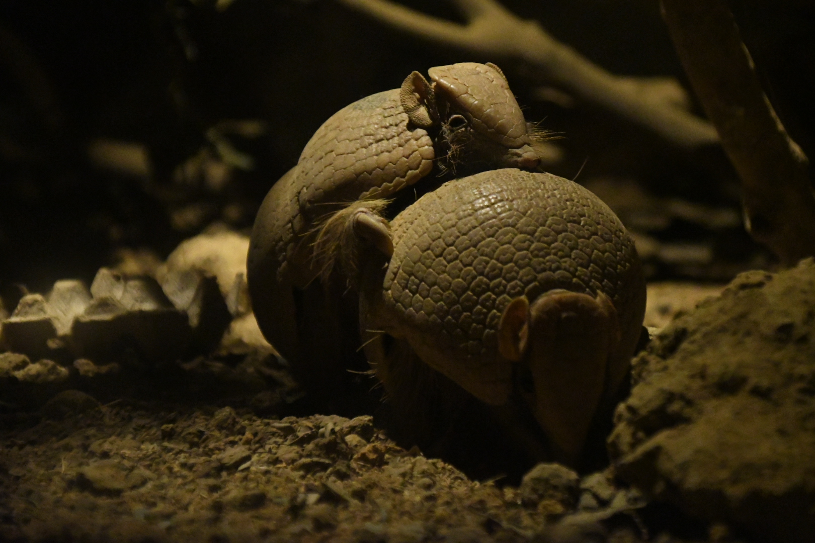 Southern three-banded armadillo