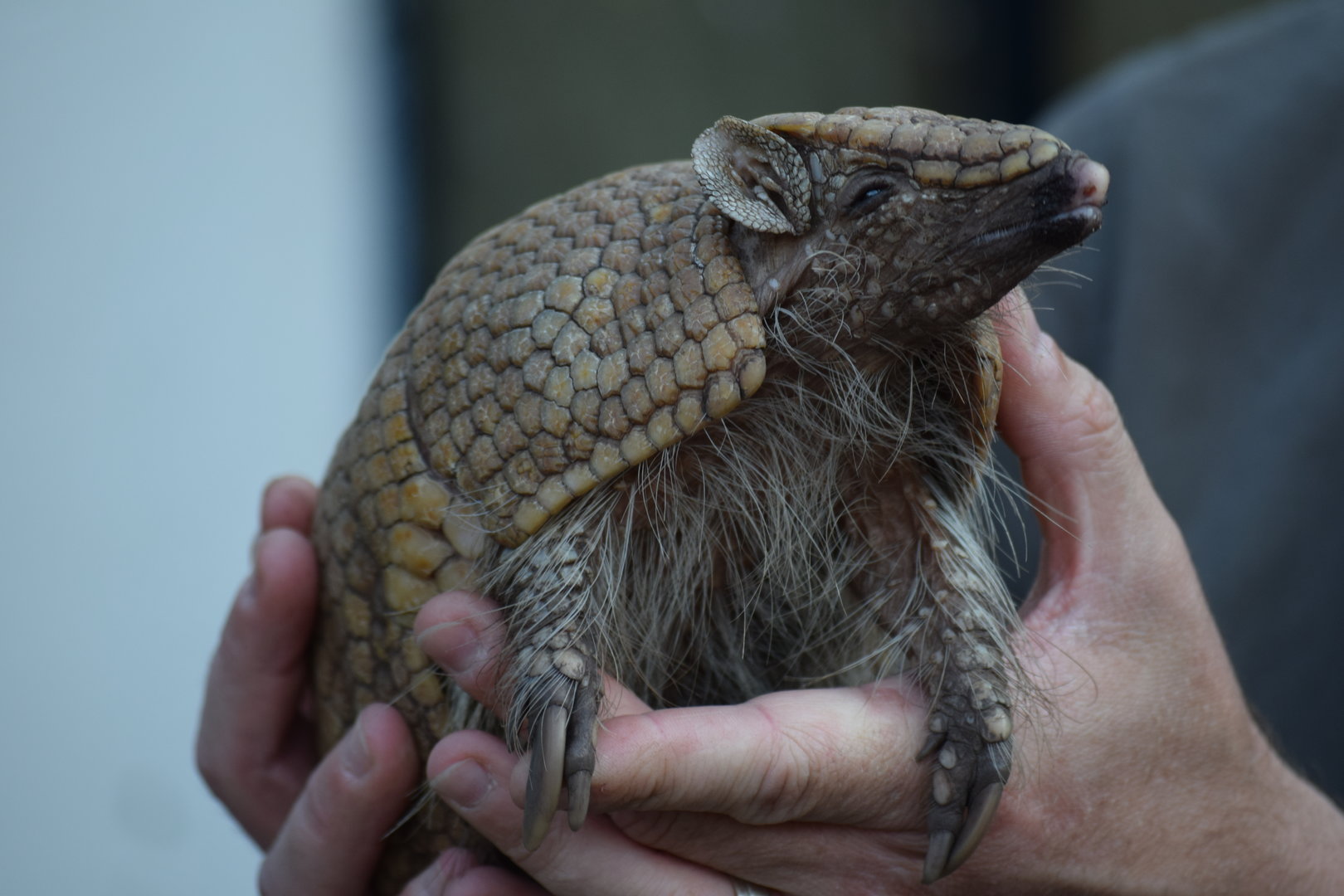 Southern three-banded armadillo