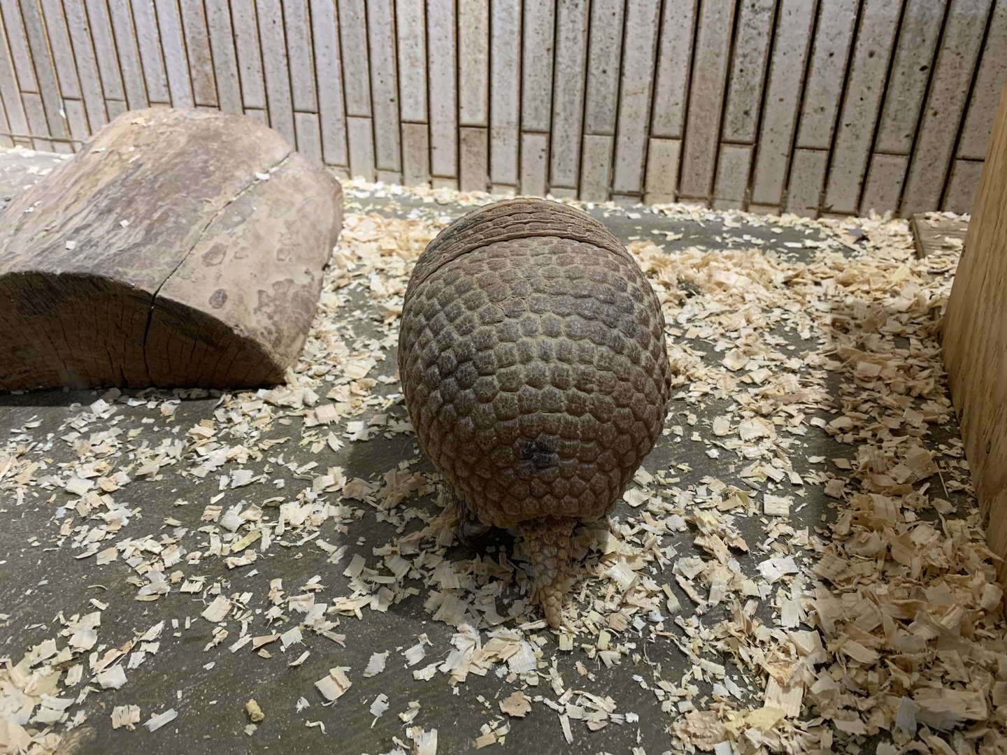 Southern Three-banded Armadillo