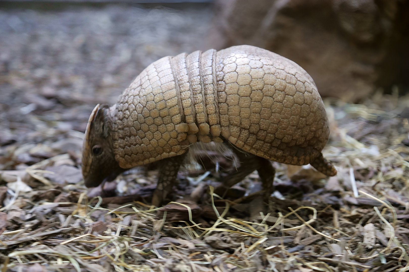 Southern Three-banded Armadillo