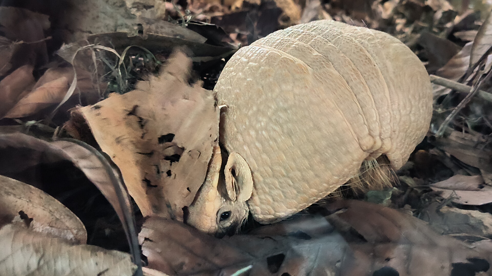 Southern Three-Banded Armadillo
