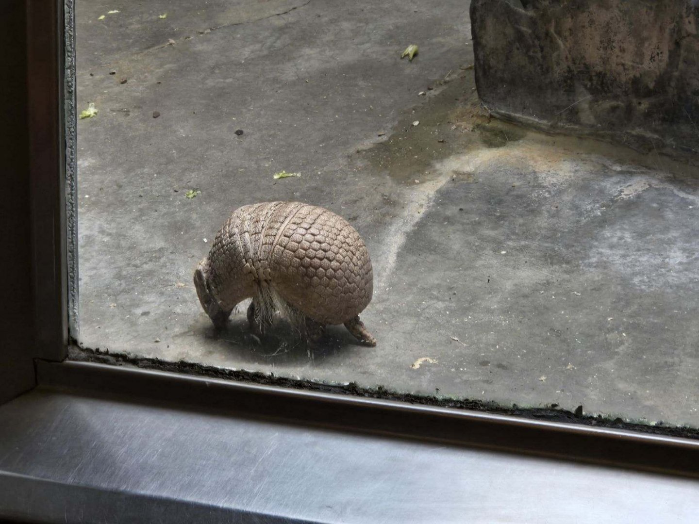 Southern Three Banded Armadillo