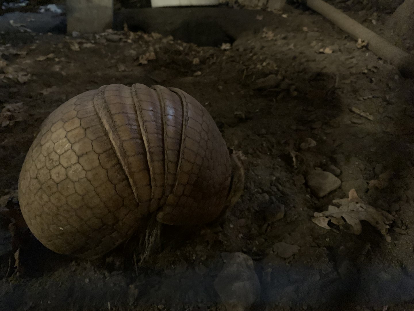 Southern three-banded armadillo