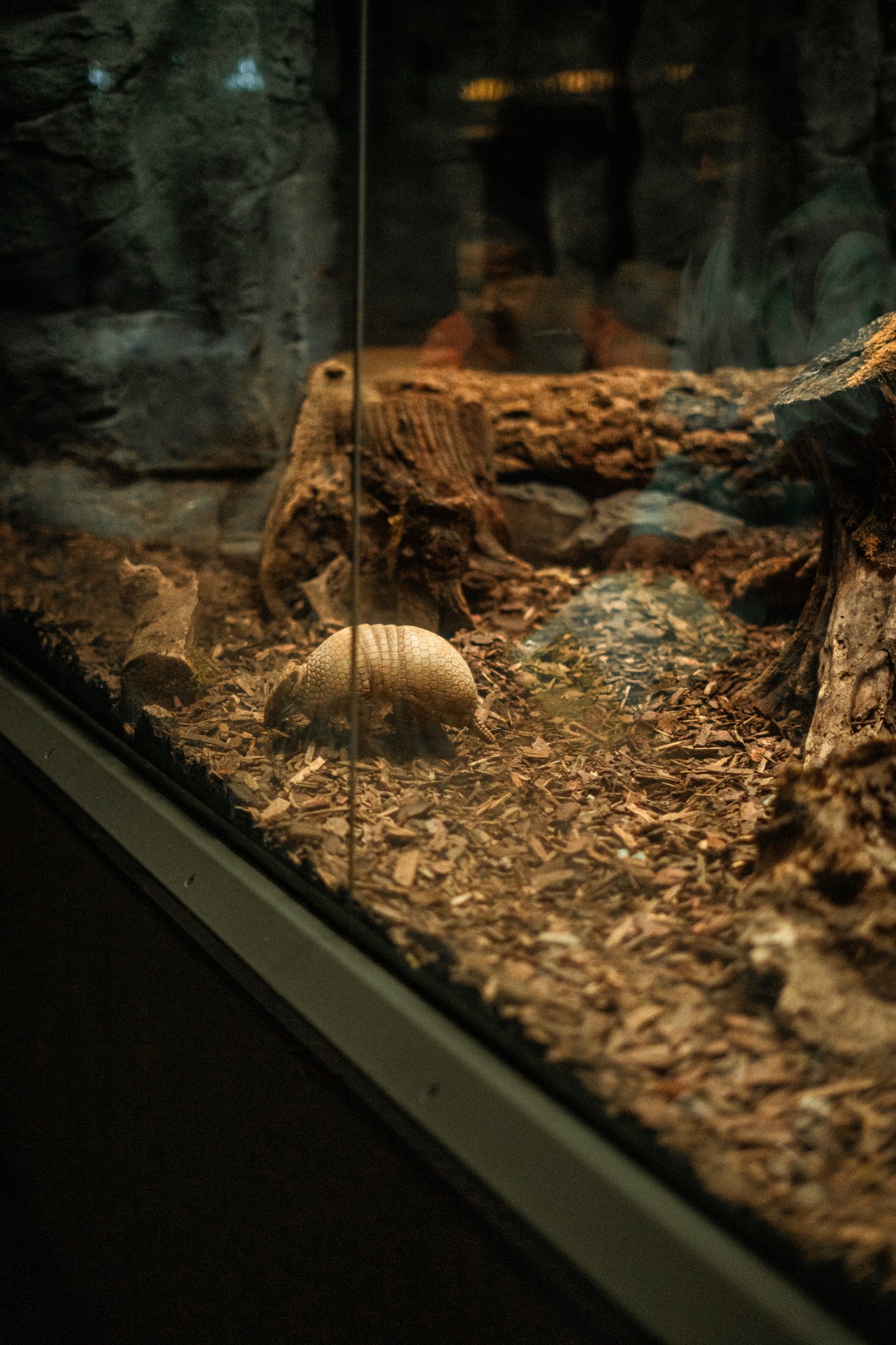 Southern three-banded armadillo