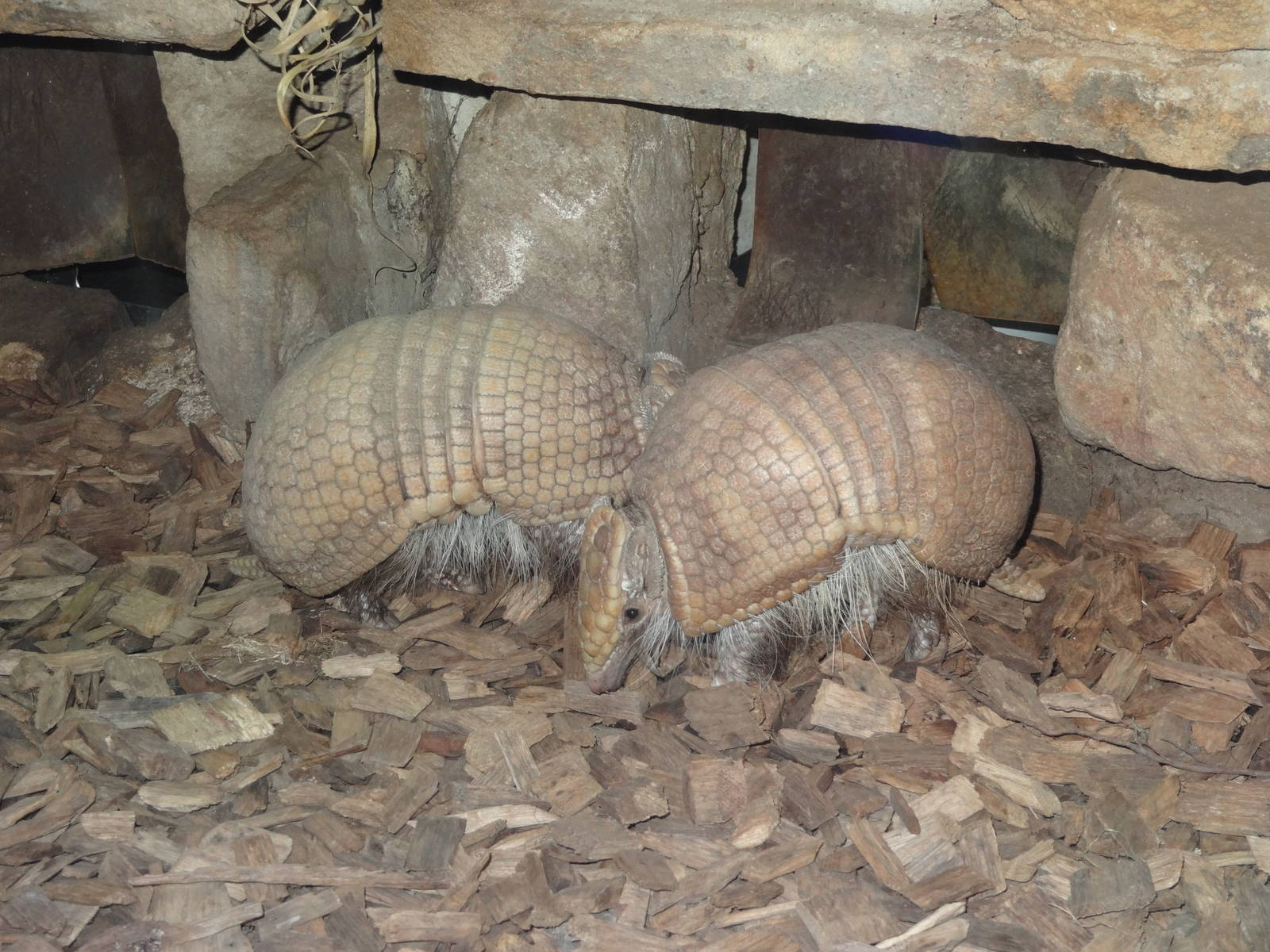 Southern three-banded armadillos