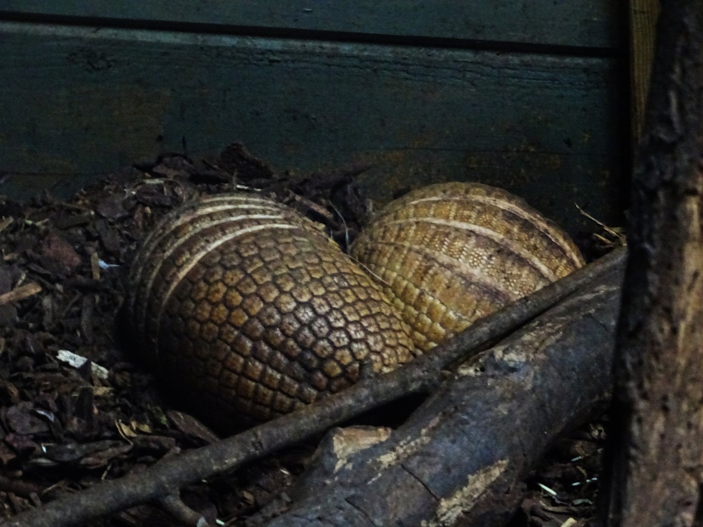 Southern Three-Banded Armadillos