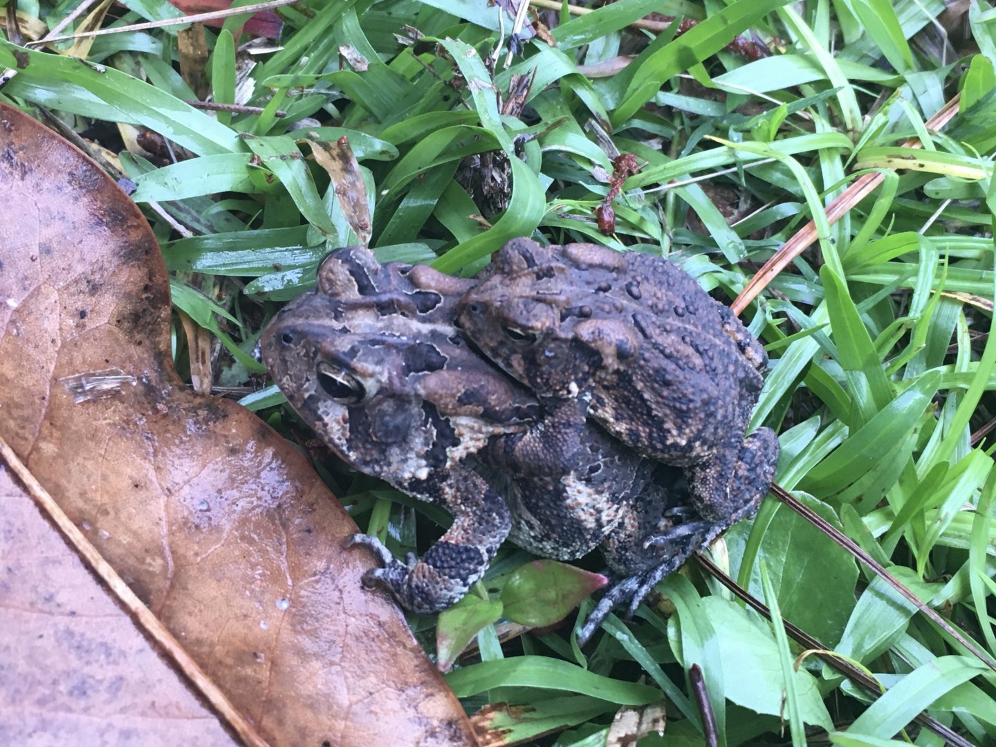 Southern Toad (Anaxyrus terrestris)
