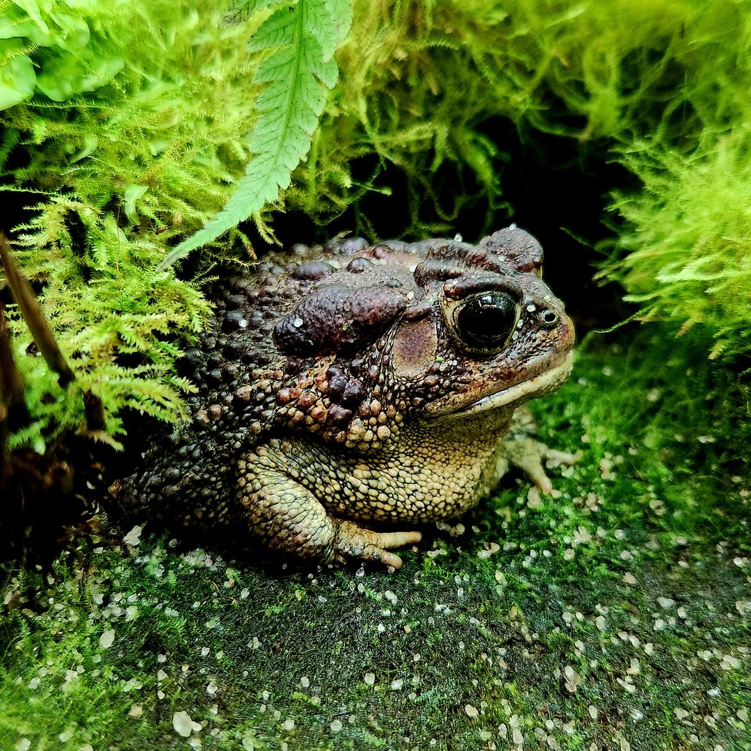 Southern Toad (Anaxyrus terrestris)