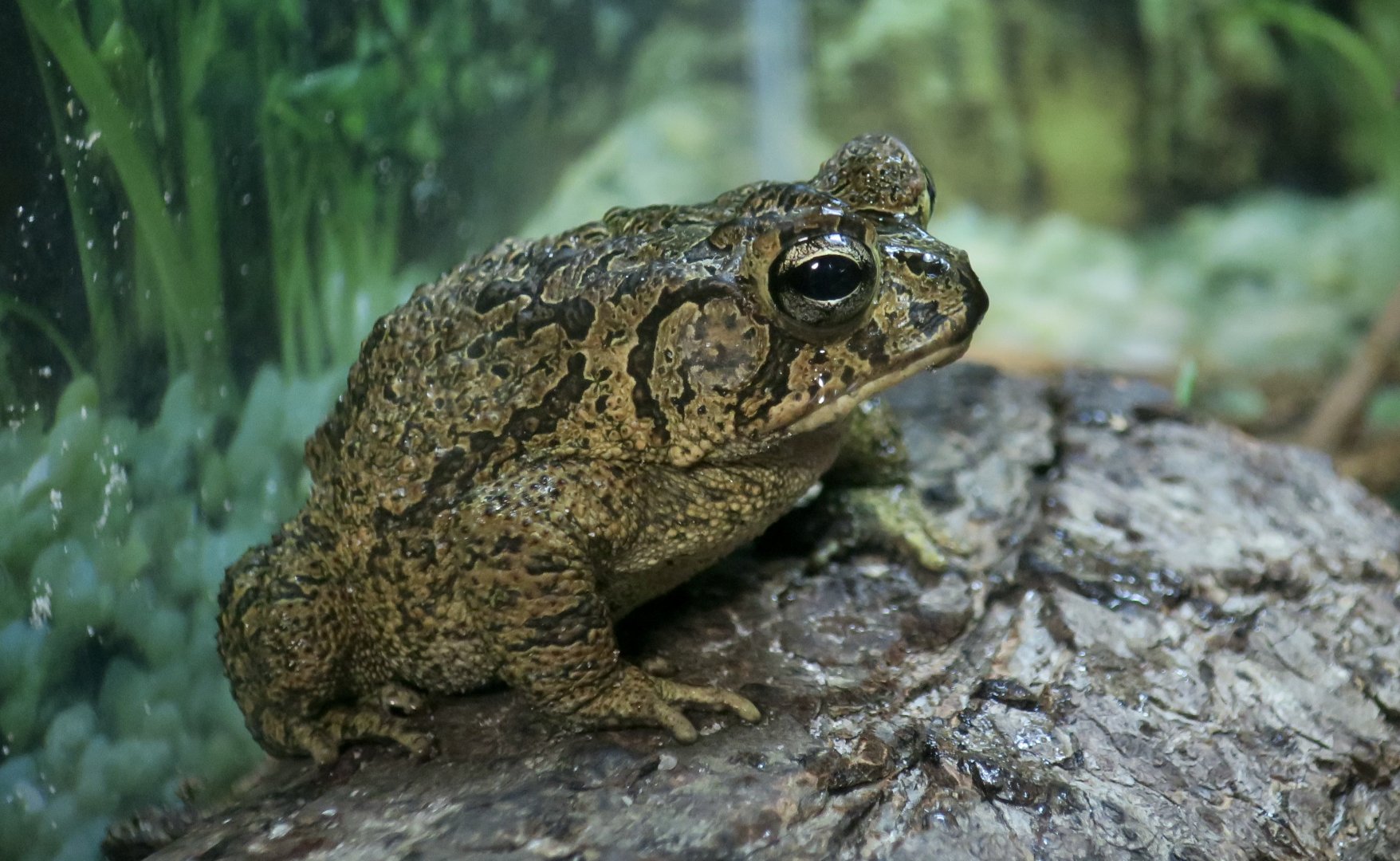 Southern Toad (Anaxyrus terrestris)
