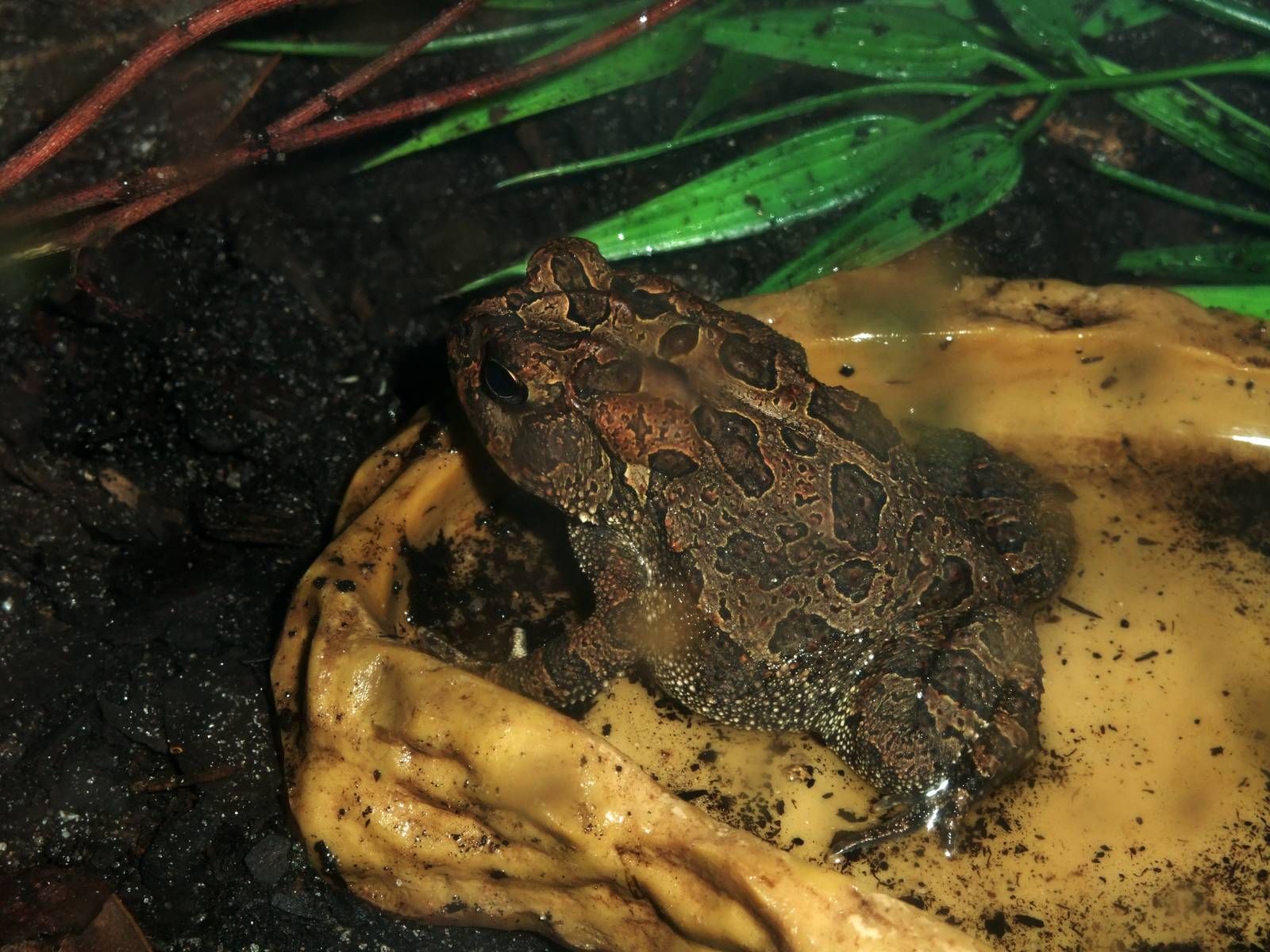 Southern Toad at St. Augustine, 11/10/13