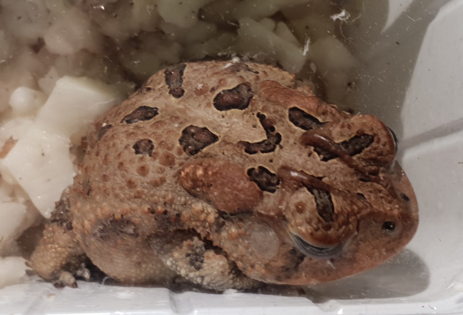 Southern toad - Bufo terrestris