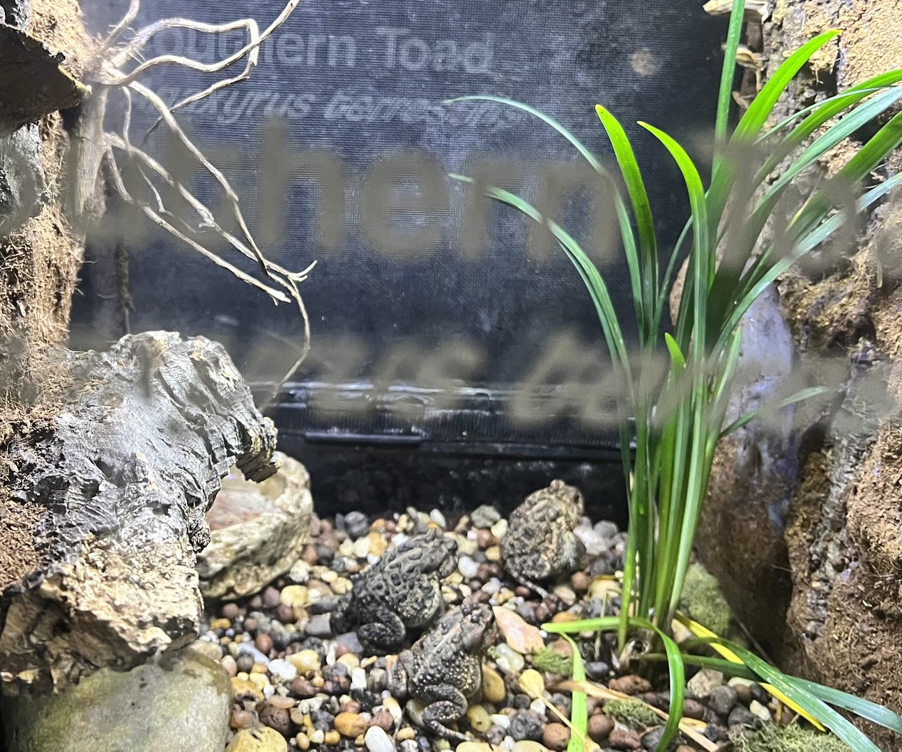Southern Toad Exhibit